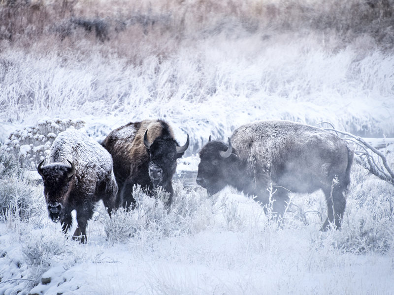 yellowstone-inverno-viaggio-fotografico-gayser-natura-bisonti